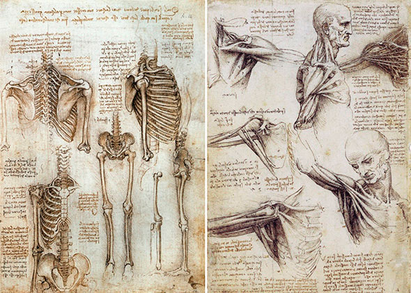 Studying anatomy improves drawing skills