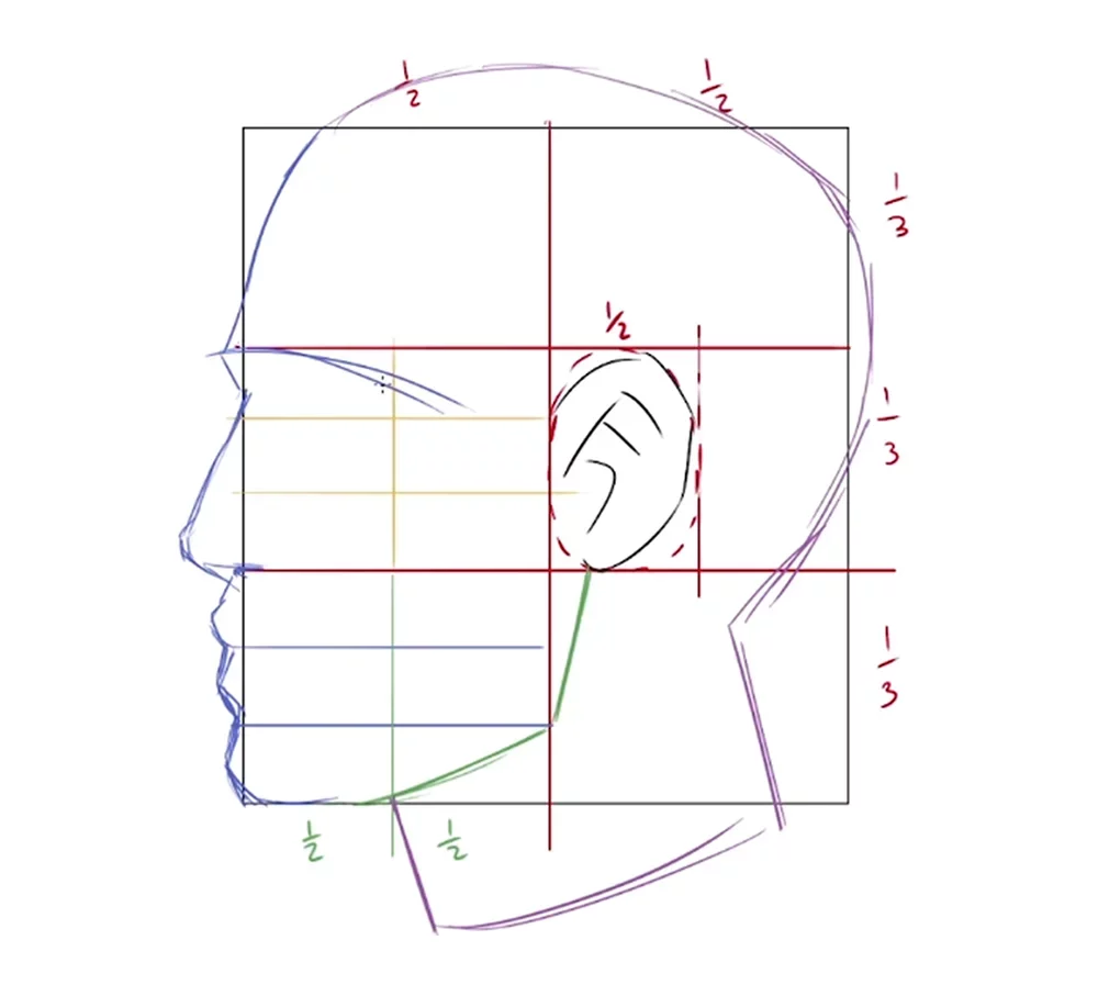 Como desenhar o rosto de perfil - Fundamentos da anatomia - Aula