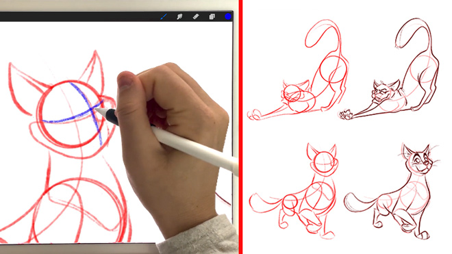Learn basic cat anatomy for cartoons Learn basic cat anatomy for cartoons