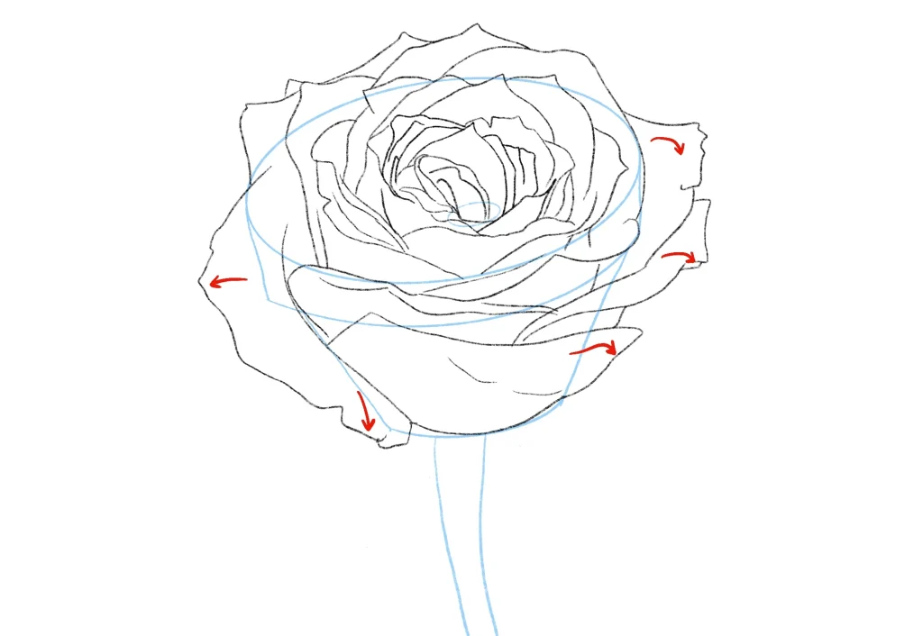 How to Draw a Rose. The Ultimate Guide and 27 Beautiful Rose