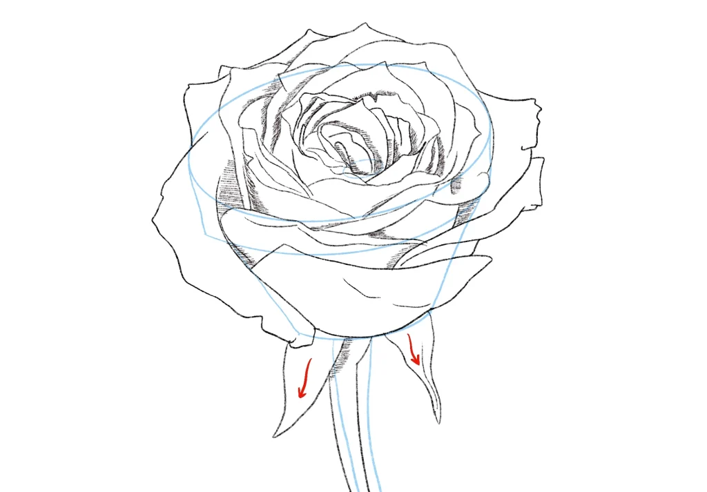 How To Draw A Rose Draw Rosehip Sepals And Stem