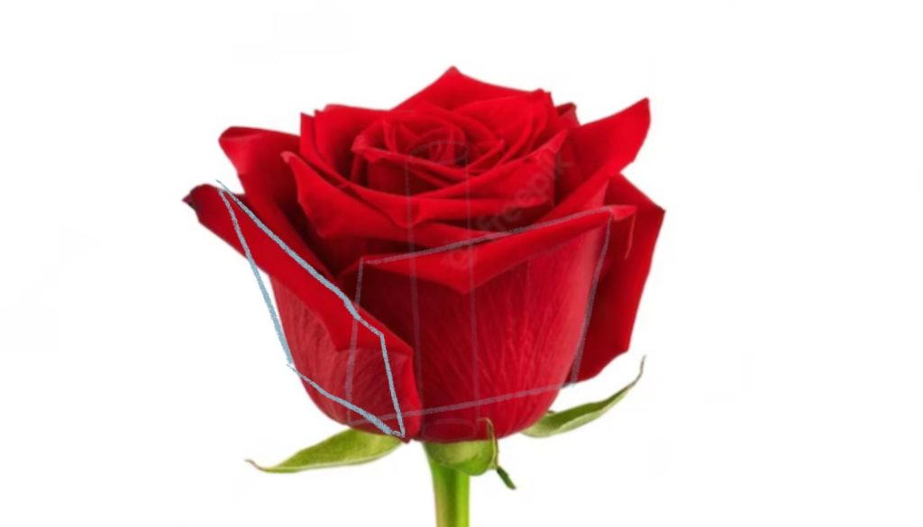 Observe The Reference Image - Petals