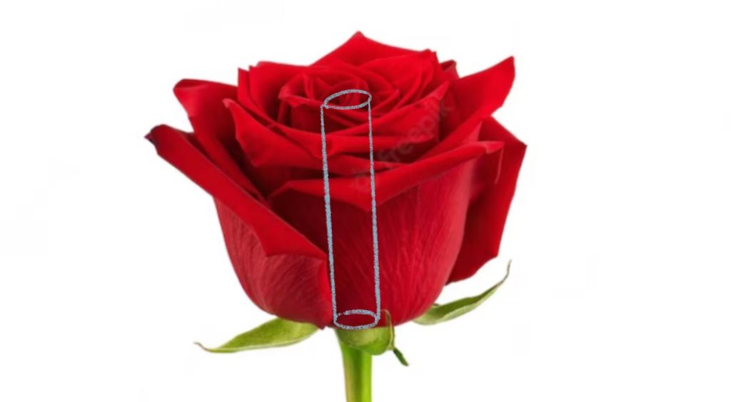 Observe The Reference Image The Axis of the Flower