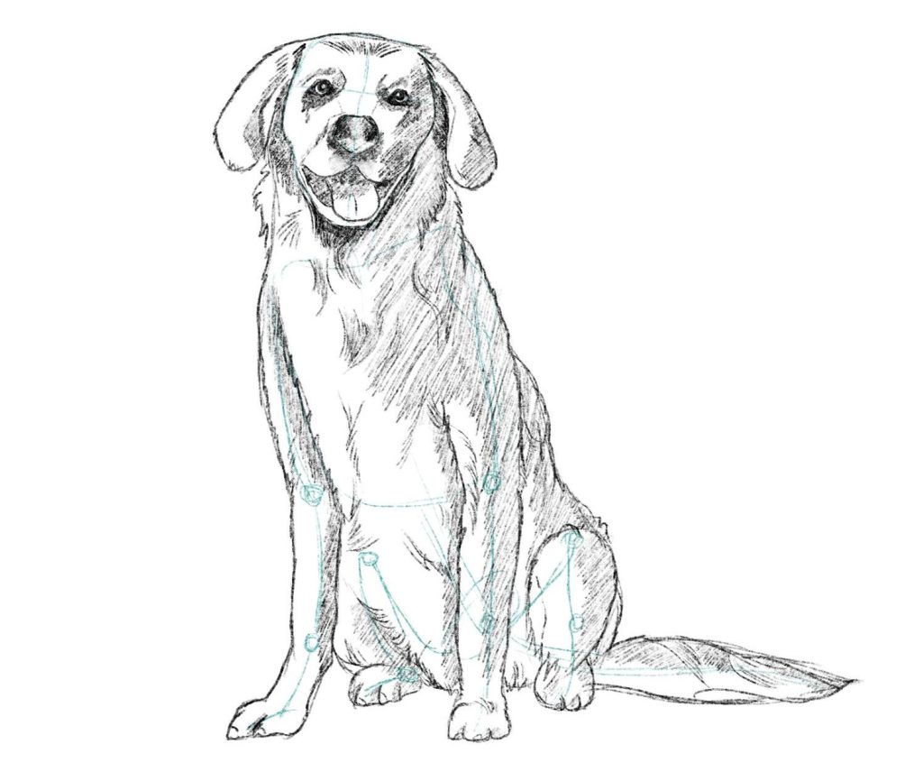 How to Draw a Dog Head (Realistic Front View) | Muus Art-saigonsouth.com.vn