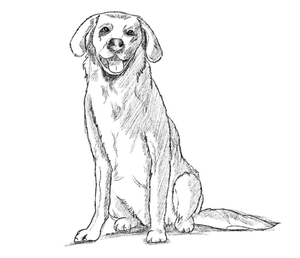 Dog Drawing Tutorial - How to draw a Dog step by step