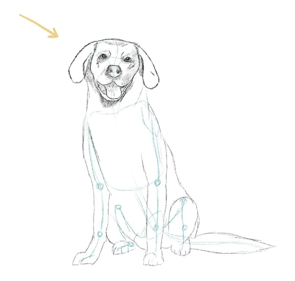 Adding Details To The Muzzle
