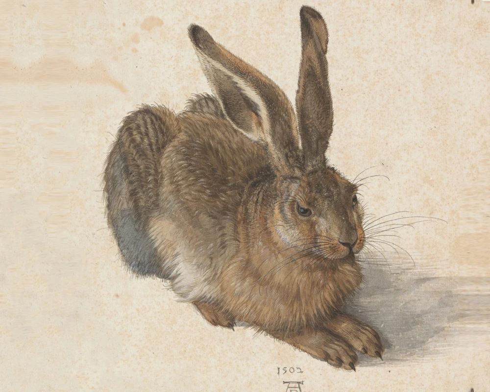 An image of Albrecht Dürer's 'Hare' from 1502, a detailed and realistic depiction showcasing the concept of texture in art, with fine brushwork accentuating the animal's fur and tactile qualities, exemplifying mastery in rendering lifelike textures.