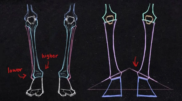 The inner ankle bone is slightly higher than the outer ankle bone